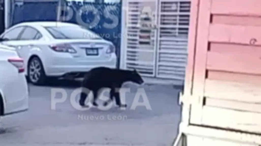 Osezno en apuros provoca movilización en Santa Catarina