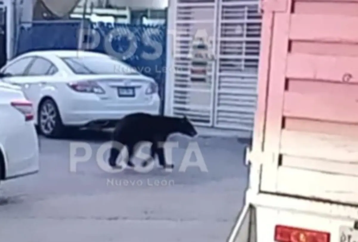 Los rescatistas esperan la llegada de Parques y Vidas Silvestre para que se hagan cargo del osezno y lo trasladen a un lugar seguro. Foto: POSTA.