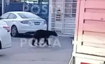 Osezno en apuros provoca movilización en Santa Catarina