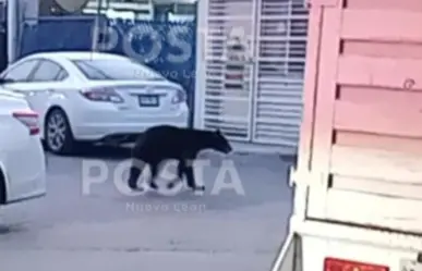 Osezno en apuros provoca movilización en Santa Catarina