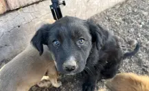 Rescatistas de mascotas de Durango se quedan sin espacio para albergar perros