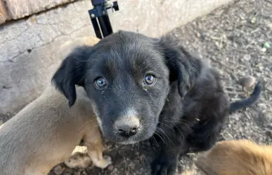 Rescatistas de mascotas de Durango se quedan sin espacio para albergar perros