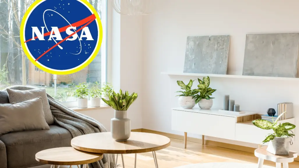 Purifica y refresca tu casa con 3 plantas recomendadas por la NASA