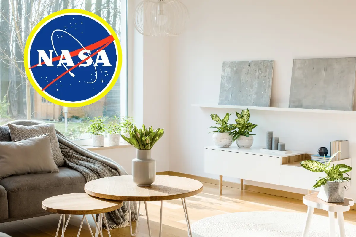 El estudio de la NASA indica que hay plantas que son una alternativa para mejorar la calidad del aire, son purificadoras. Foto: Canva | NASA