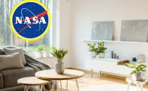Purifica y refresca tu casa con 3 plantas recomendadas por la NASA