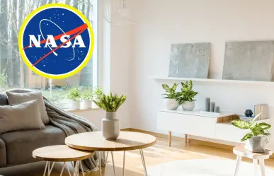 Purifica y refresca tu casa con 3 plantas recomendadas por la NASA