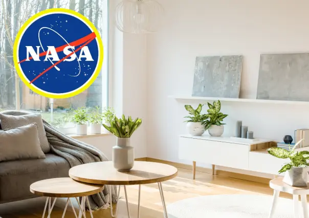 Purifica y refresca tu casa con 3 plantas recomendadas por la NASA