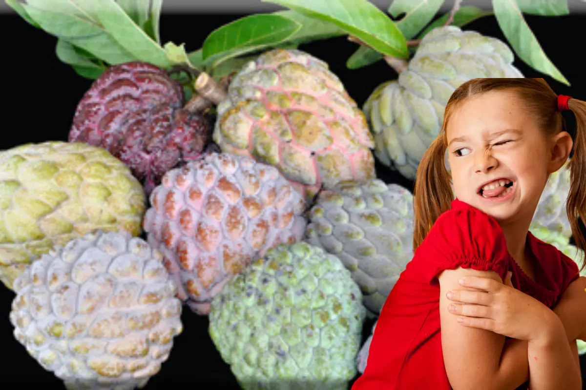 La semilla de estas plantas están consideradas como tóxicas. Foto: Especial.