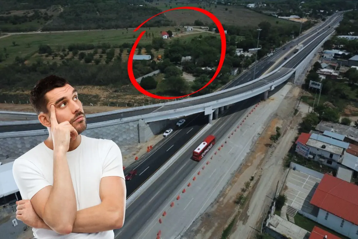 La presencia de los árboles traen consigo múltiples beneficios Foto: Canva