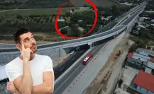 Nuevo Periférico, descubre los árboles nativos de Nuevo León que existen en sus alrededores