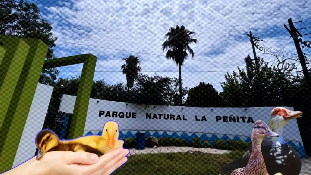 Vecinos de Apodaca se convierten en ángeles guardianes de los patos y tortugas en el parque La Peñita