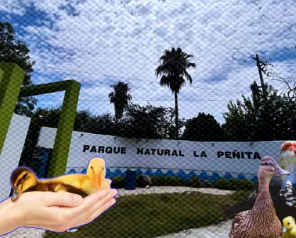 Vecinos de Apodaca se convierten en ángeles guardianes de los patos y tortugas en el parque La Peñita
