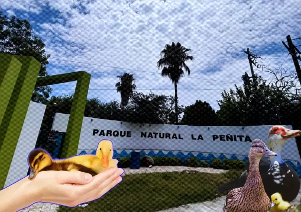 Vecinos de Apodaca se convierten en ángeles guardianes de los patos y tortugas en el parque La Peñita