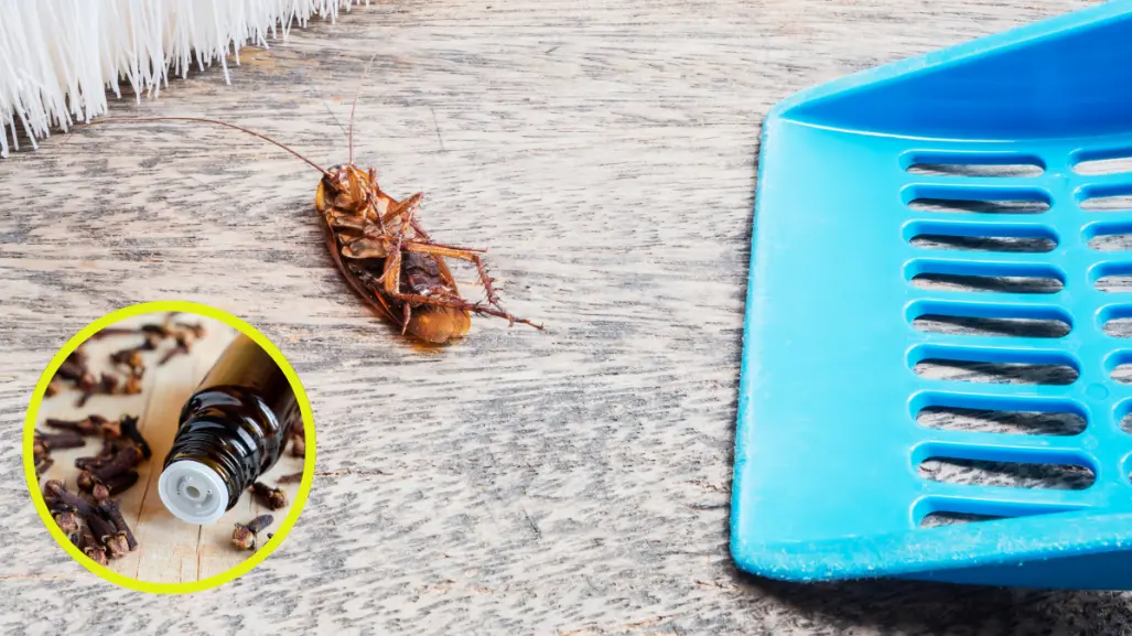 Acaba con las cucarachas en tu hogar con este remedio casero efectivo y barato