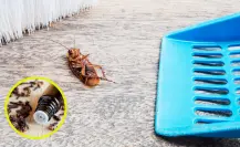 Acaba con las cucarachas en tu hogar con este remedio casero efectivo y barato
