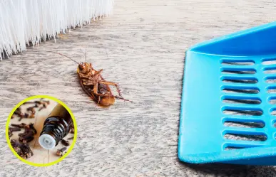 Acaba con las cucarachas en tu hogar con este remedio casero efectivo y barato