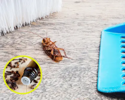 Acaba con las cucarachas en tu hogar con este remedio casero efectivo y barato