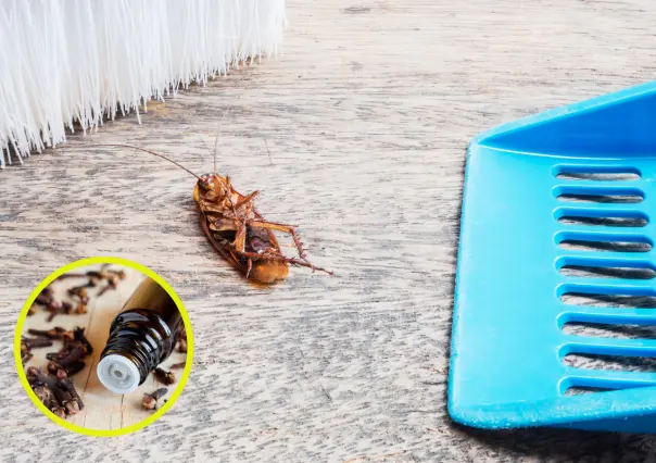 Acaba con las cucarachas en tu hogar con este remedio casero efectivo y barato