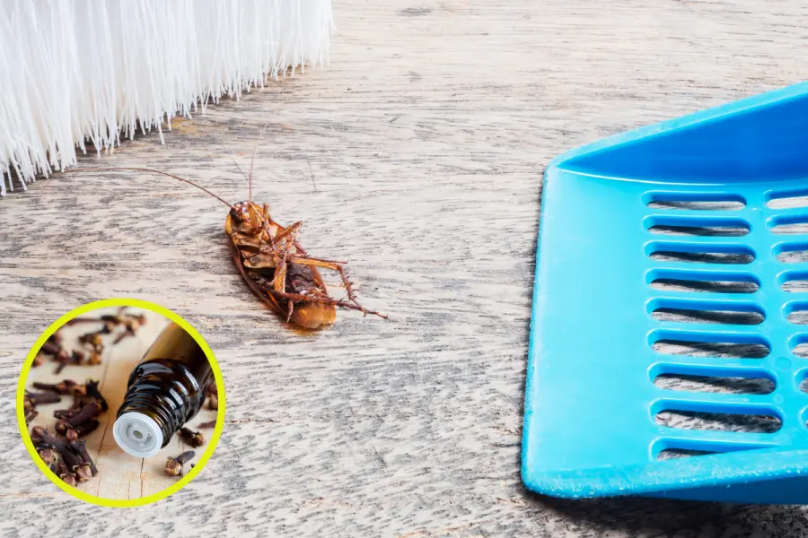 Acaba con las cucarachas en tu hogar con este remedio casero efectivo y barato