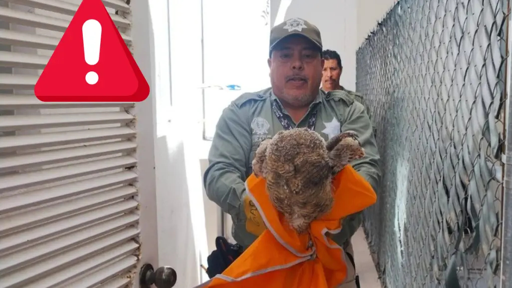 FOTOS | Rescatan a un impresionante búho en una residencia de Durango