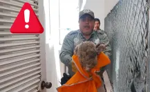 FOTOS | Rescatan a un impresionante búho en una residencia de Durango