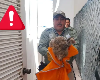 FOTOS | Rescatan a un impresionante búho en una residencia de Durango