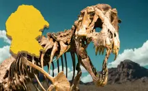 Estos son los fósiles de dinosaurios que se han encontrado en el desierto de Coahuila