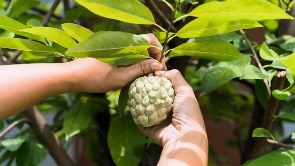 Este fruto nativo de Tamaulipas es muy popular, pero pocos conocen sus múltiples beneficios