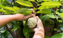 Este fruto nativo de Tamaulipas es muy popular, pero pocos conocen sus múltiples beneficios