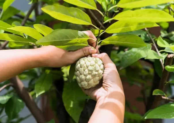 Este fruto nativo de Tamaulipas es muy popular, pero pocos conocen sus múltiples beneficios