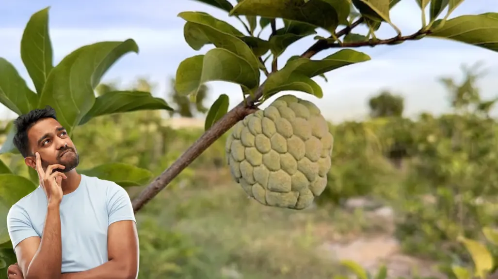 El exótico fruto nativo de Tamaulipas que mantiene el cuerpo hidratado