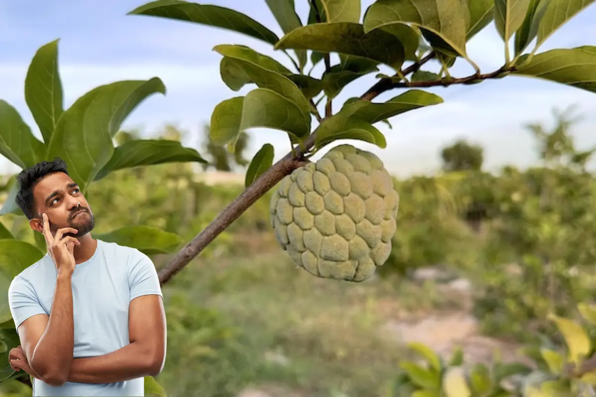 Se trata de un fruto que ni siquiera es necesario ir a buscarlo a la frutería o a los supermercados, basta con pedir permiso a algún vecino para arrancar algunas piezas del árbol de su patio. Foto: Posta Tamaulipas