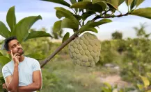 El exótico fruto nativo de Tamaulipas que mantiene el cuerpo hidratado