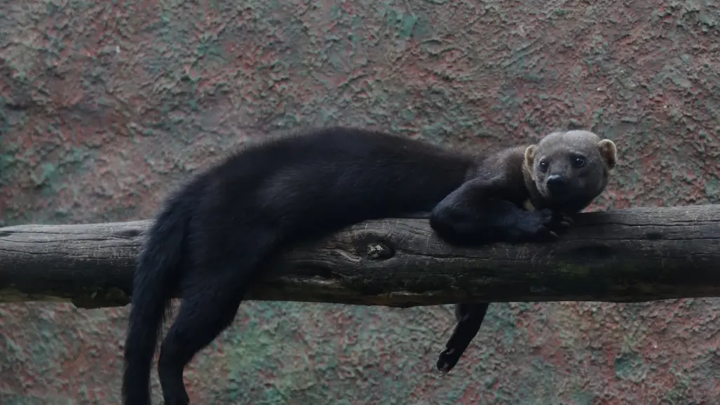 El animal nativo de Durango característico por sus orejas de señor