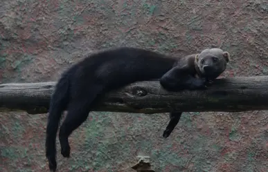 El animal nativo de Durango característico por sus orejas de señor