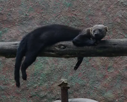 El animal nativo de Durango característico por sus orejas de señor