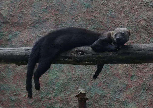 El animal nativo de Durango característico por sus orejas de señor