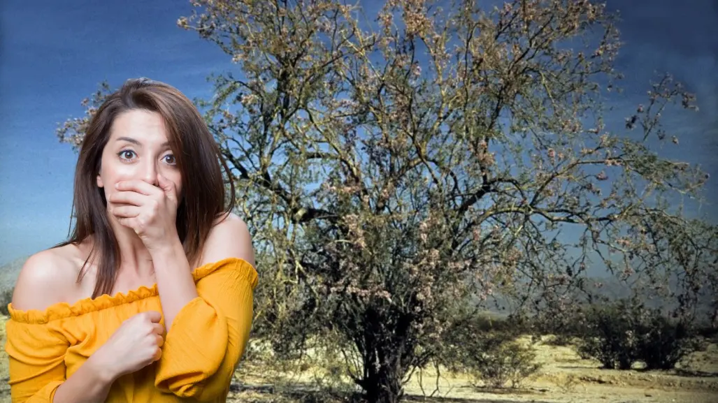 El árbol nativo de Baja California Sur que vive siglos y tiene madera dura como el hierro