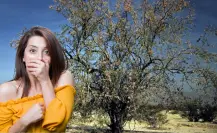 El árbol nativo de Baja California Sur que vive siglos y tiene madera dura como el hierro