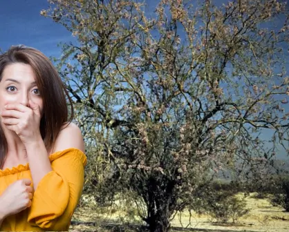 El árbol nativo de Baja California Sur que vive siglos y tiene madera dura como el hierro