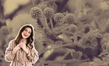 Este es el árbol nativo de Nuevo León que tiene bellas flores amarillas