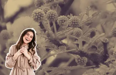Este es el árbol nativo de Nuevo León que tiene bellas flores amarillas