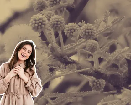 Este es el árbol nativo de Nuevo León que tiene bellas flores amarillas