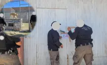 FGR asegura zoológico clandestino en Durango; había una leona, avestruces y más animales