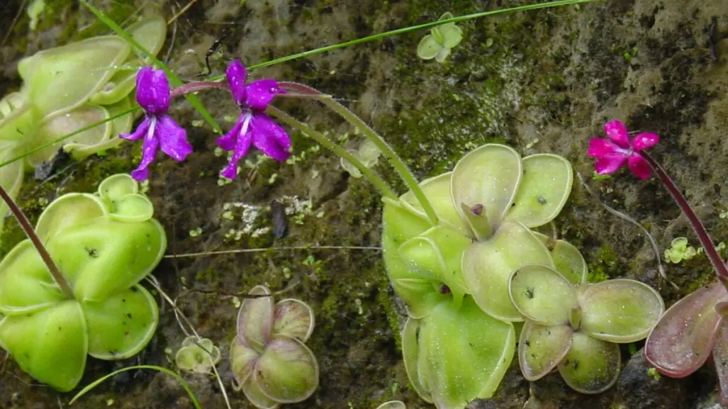 La enigmática flor nativa de Tamaulipas que crece en una planta que devora insectos