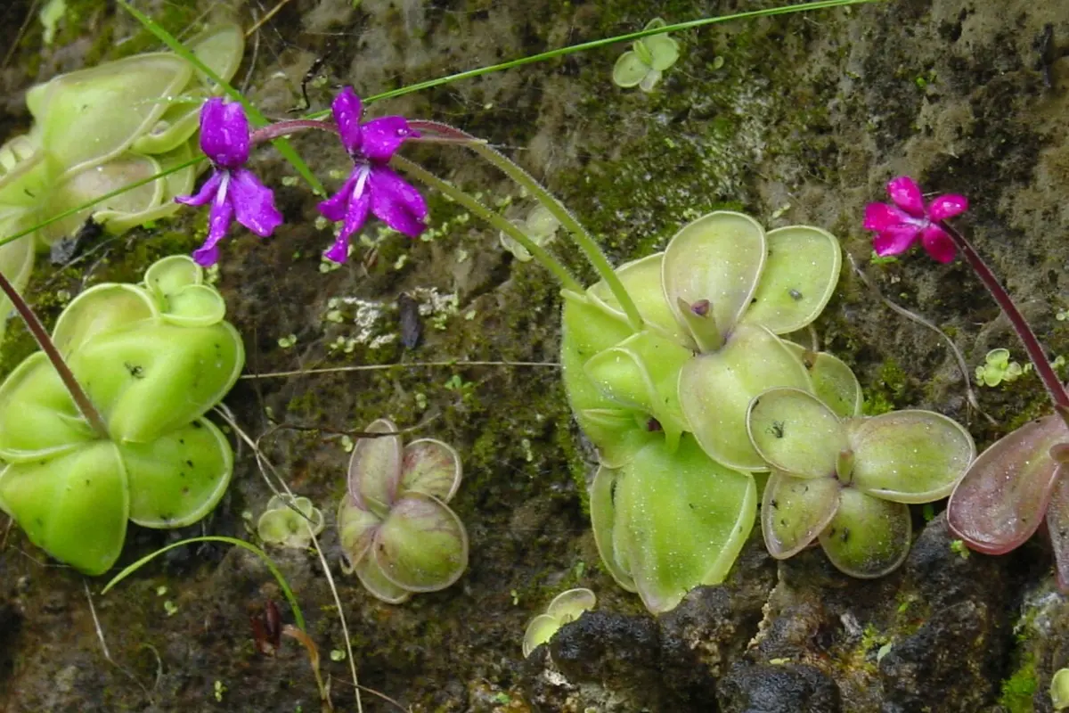 La violeta de barranca es una experta depredadora del reino vegetal. Foto: Wikipedia