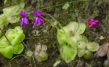 La enigmática flor nativa de Tamaulipas que crece en una planta que devora insectos