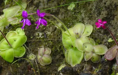 La enigmática flor nativa de Tamaulipas que crece en una planta que devora insectos