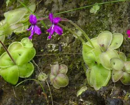 La enigmática flor nativa de Tamaulipas que crece en una planta que devora insectos