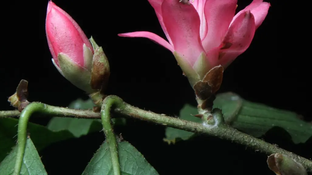 ¿Cuándo es el día de los jardines botánicos en Veracruz? Conoce esta colección de plantas en Xalapa